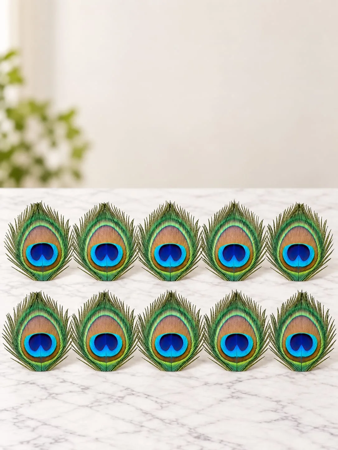 Plumas de Pavo Real 4x8 cm